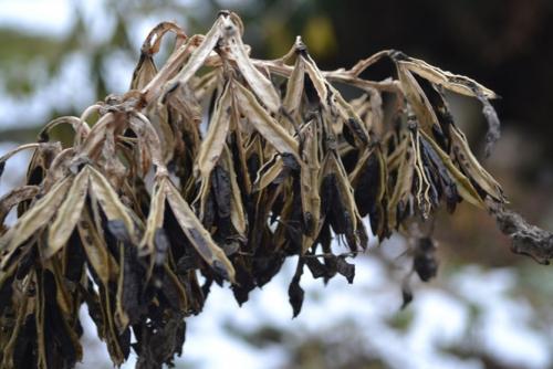 Хоста выращивание из семян. Выращивание хосты из семян: выгодно и просто