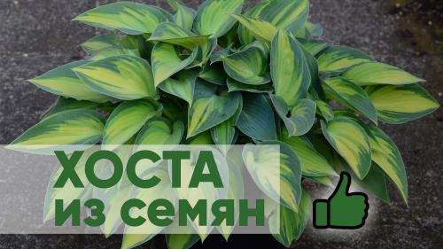 Хосты выращивание и уход в саду. Уход за хостами в саду 02 Хосты выращивание и уход в саду. Уход за хостами в саду 02