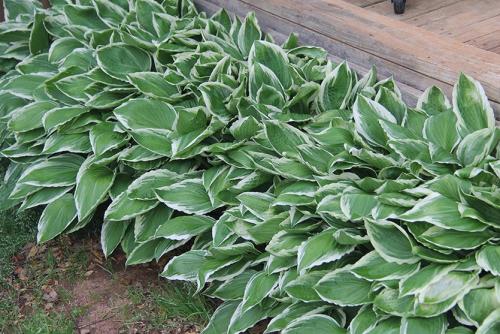 Хоста выращивание из семян. Выращивание хосты из семян: выгодно и просто