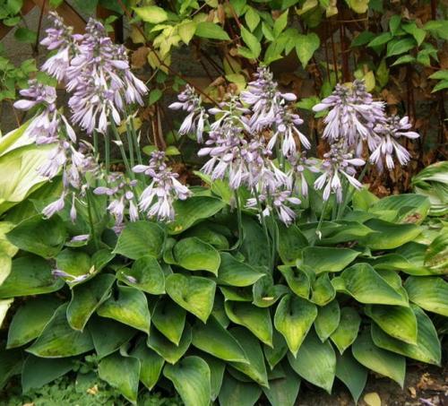 Как красиво посадить хосту. Секреты выращивания хосты – посадка и уход, фото сортов