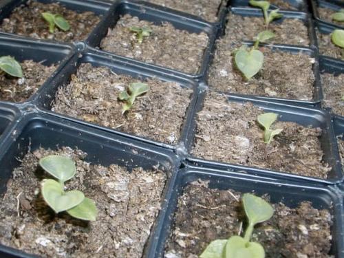 Хоста из семян. Выращивание хосты из семян