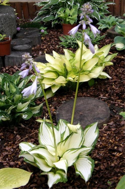 Как красиво посадить хосту. Секреты выращивания хосты – посадка и уход, фото сортов