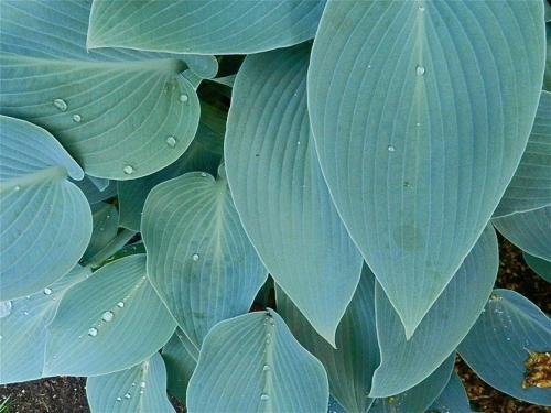 Хоста выращивание из семян. Выращивание хосты из семян: выгодно и просто