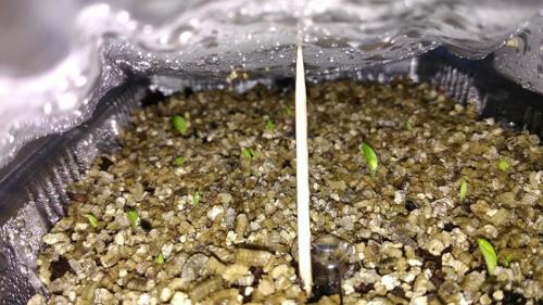 Хоста выращивание из семян. Выращивание хосты из семян: выгодно и просто