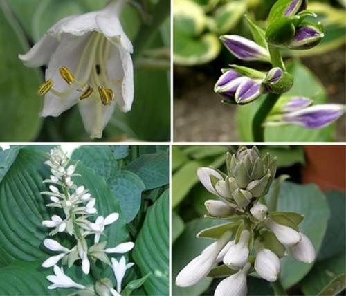 Как красиво посадить хосту. Секреты выращивания хосты – посадка и уход, фото сортов