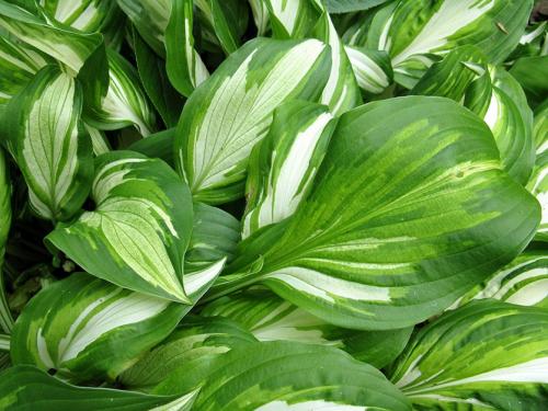 Хоста выращивание из семян. Выращивание хосты из семян: выгодно и просто