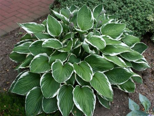 Как красиво посадить хосту. Секреты выращивания хосты – посадка и уход, фото сортов