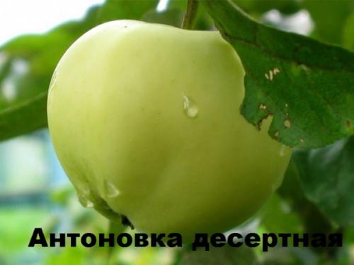 Антоновка десертная. Характеристика