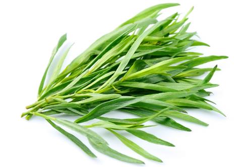 Пряные и лекарственные травы. Наши любимые приправы. Как вырастить пряные травы на участке