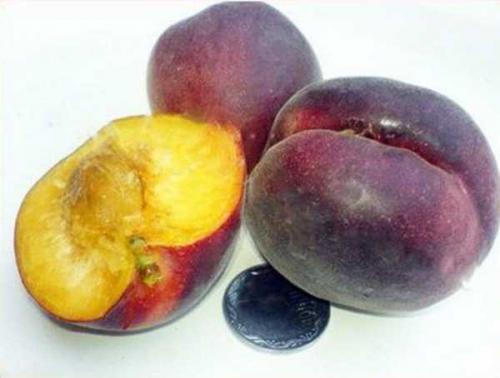 Описание ранних сортов абрикоса. Ранние сорта абрикосов 10