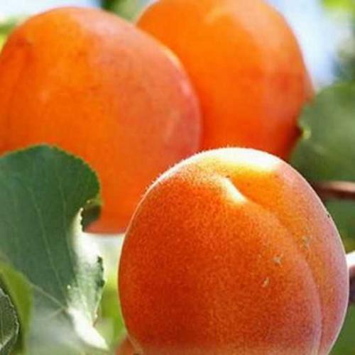 Описание ранних сортов абрикоса. Ранние сорта абрикосов 12