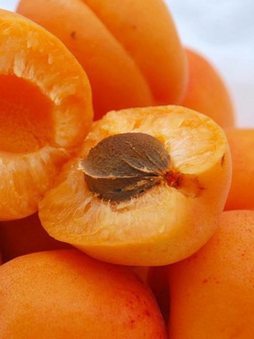 22 лучших сортов абрикосов на любой вкус.. Манитоба 29 22 лучших сортов абрикосов на любой вкус.. Манитоба 29