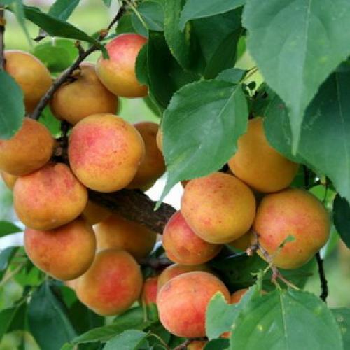 Описание ранних сортов абрикоса. Ранние сорта абрикосов 04