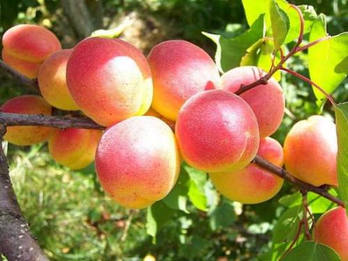 Описание ранних сортов абрикоса. Ранние сорта абрикосов 19