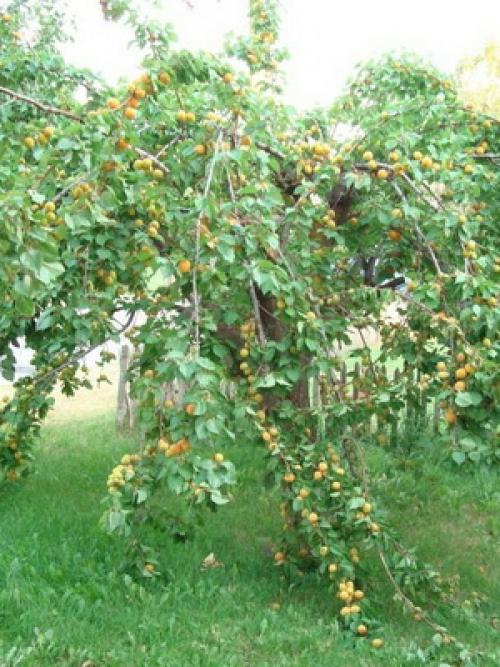 22 лучших сортов абрикосов на любой вкус.. Манитоба 27 22 лучших сортов абрикосов на любой вкус.. Манитоба 27