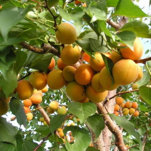 Описание ранних сортов абрикоса. Ранние сорта абрикосов 08