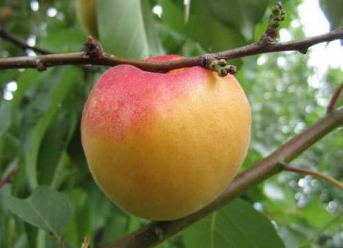 Описание ранних сортов абрикоса. Ранние сорта абрикосов 15