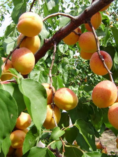 22 лучших сортов абрикосов на любой вкус.. Манитоба 22 22 лучших сортов абрикосов на любой вкус.. Манитоба 22