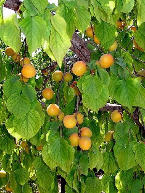 22 лучших сортов абрикосов на любой вкус.. Манитоба 31 22 лучших сортов абрикосов на любой вкус.. Манитоба 31