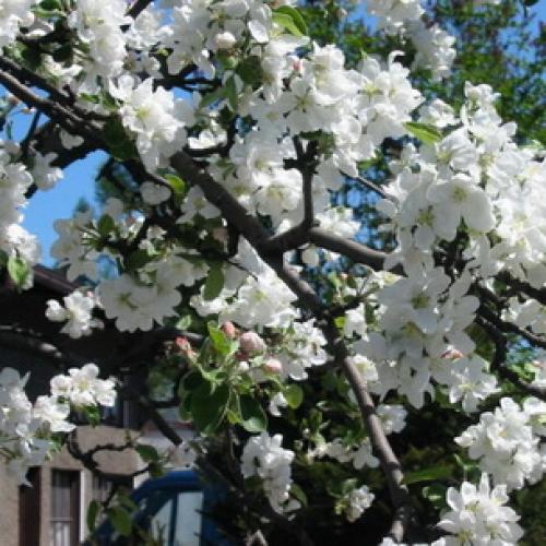 Описание ранних сортов абрикоса. Ранние сорта абрикосов 06