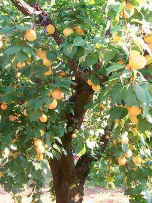22 лучших сортов абрикосов на любой вкус.. Манитоба 26 22 лучших сортов абрикосов на любой вкус.. Манитоба 26