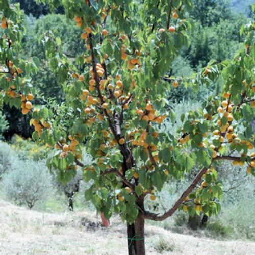 Описание ранних сортов абрикоса. Ранние сорта абрикосов 01