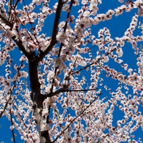 Описание ранних сортов абрикоса. Ранние сорта абрикосов 02