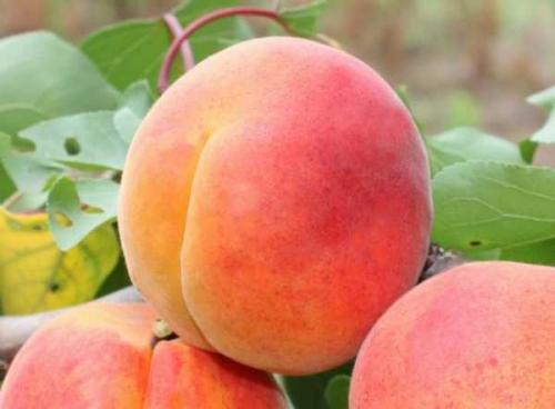 Описание ранних сортов абрикоса. Ранние сорта абрикосов 11