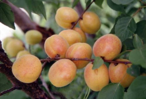 Крупные сорта абрикоса. Абрикосы раннего срока созревания