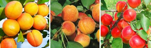 Сорта абрикоса устойчивые к весенним заморозкам. ОСОБЕННОСТИ ВЕСЕННЕГО УХОДА ЗА МОРОЗОСТОЙКИМ АБРИКОСОМ