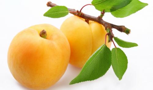 Лучшие сорта абрикоса для кубани. Описание и полезные свойства абрикоса