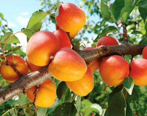 Абрикосы низкорослые сорта для юга россии. Лучшие сорта абрикосов — самые вкусные, крупные и урожайные