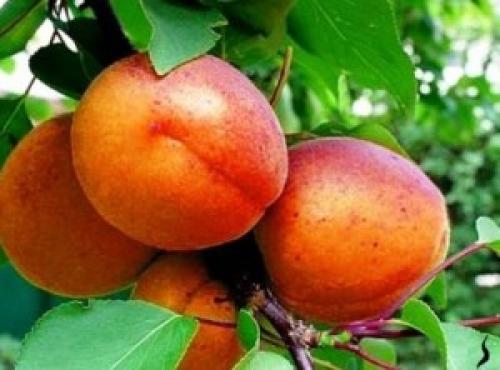 Лучшие сорта абрикоса для кубани. АБРИКОС в условиях приусадебных садов