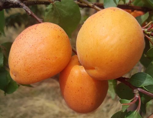 Абрикосы низкорослые сорта для юга россии. Лучшие сорта абрикосов — самые вкусные, крупные и урожайные