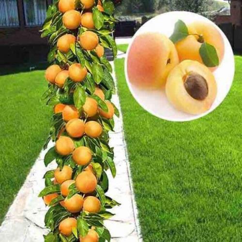 Сорта абрикоса для средней полосы россии. Сорта колоновидных абрикосов