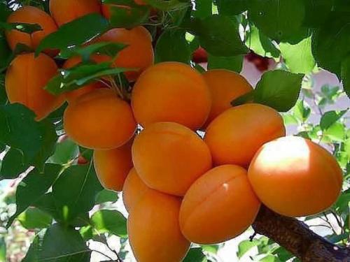 Лучшие сорта зимостойких абрикосов. Добавление статьи в новую подборку 07