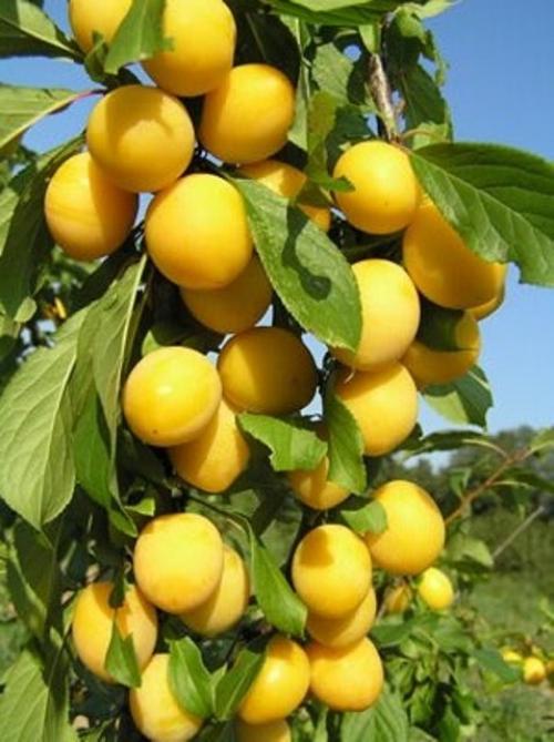 Лучшие сорта зимостойких абрикосов. Добавление статьи в новую подборку 09