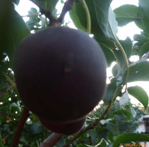 Сорта абрикоса для средней полосы россии. Сорта колоновидных абрикосов 06