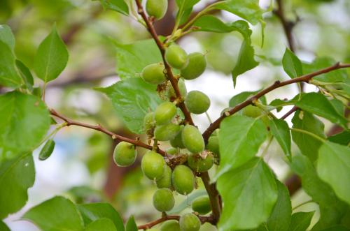 Сорта абрикоса для татарстана. 7 советов по выращиванию абрикосов на челнинских дачах