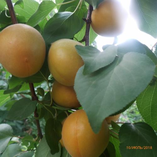 Сорта абрикоса для средней полосы россии. Сорта колоновидных абрикосов 03