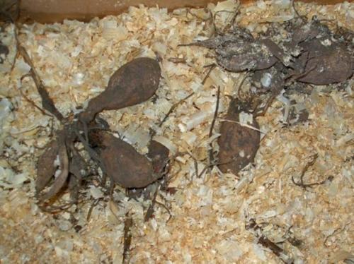 Хранение георгин зимой в песке. В каких условиях и в чём можно хранить клубни в квартире или частном доме