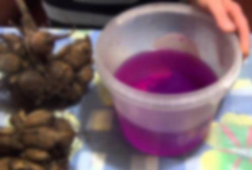 Как сохранить клубни георгинов в городской квартире зимой 01 Как сохранить клубни георгинов в городской квартире зимой 01