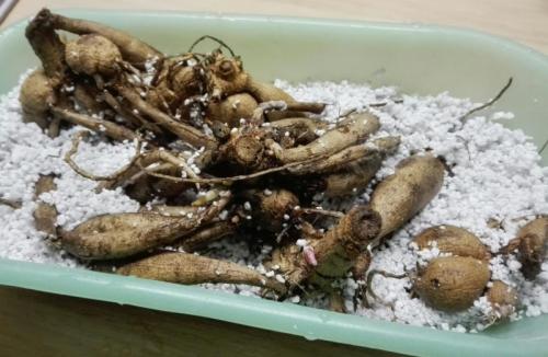 Как хранить георгины в холодильнике. Подготовка георгинов к зиме и хранение их в домашних условиях