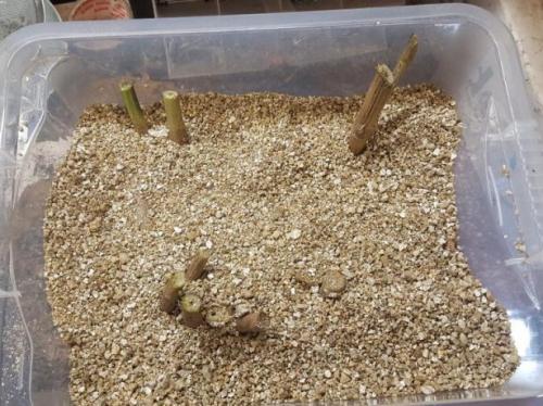 Хранение георгин зимой в песке. В каких условиях и в чём можно хранить клубни в квартире или частном доме