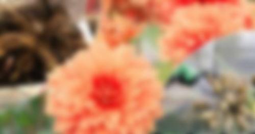 Как сохранить клубни георгинов в городской квартире зимой 06 Как сохранить клубни георгинов в городской квартире зимой 06