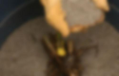 Как сохранить клубни георгинов в городской квартире зимой 04 Как сохранить клубни георгинов в городской квартире зимой 04