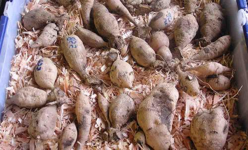 Как хранить георгины в холодильнике. Подготовка георгинов к зиме и хранение их в домашних условиях