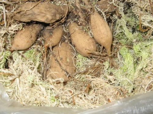 Хранение георгин зимой в песке. В каких условиях и в чём можно хранить клубни в квартире или частном доме