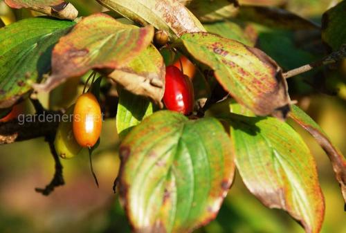 Зизифус посадка. Посадка зизифуса