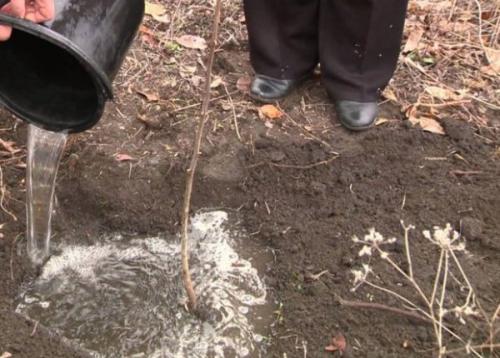 Посадка и выращивание зизифуса. Как правильно посадить унаби